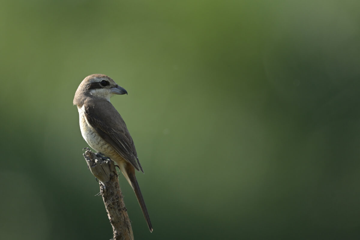 シマアカモズ
西表島
フカンタ