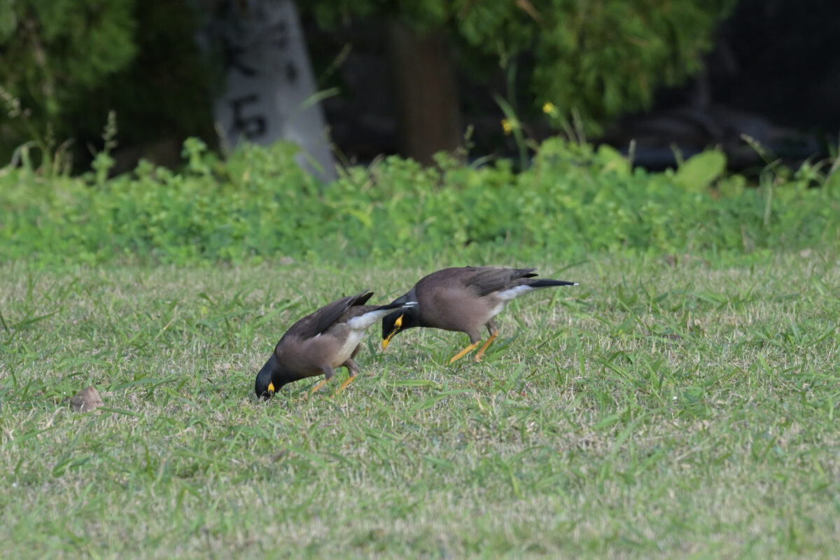 インドハッカ
西表島
離島振興総合センター