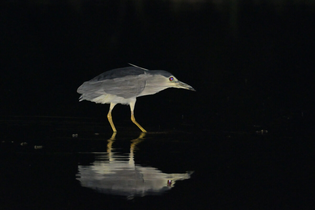 ゴイサギ
西表島
ミダラの田んぼ