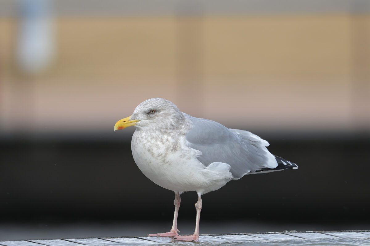 セグロカモメ
富岩運河環水公園