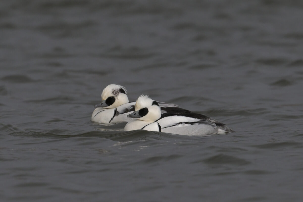 ミコアイサ
ミコアイサ♂
ミコアイサ雄
富岩運河環水公園