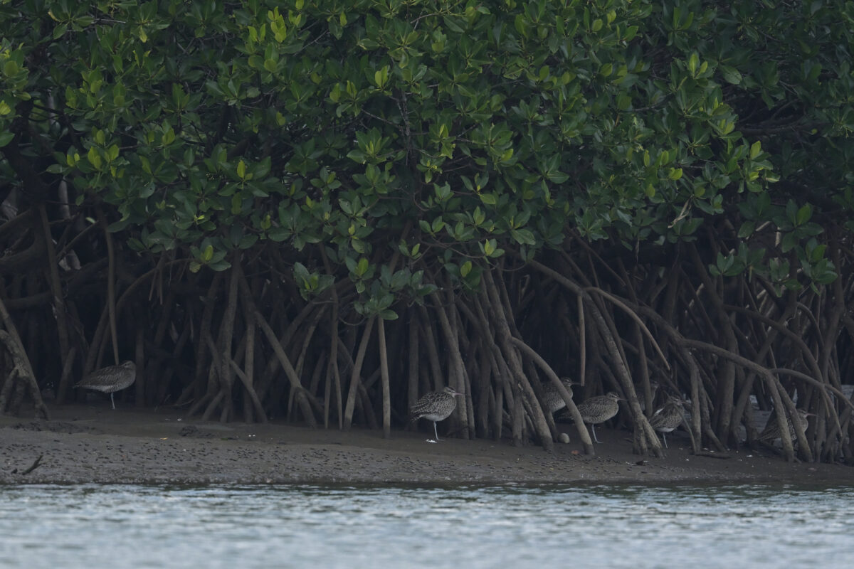 チュウシャクシギ
西表島
前良川