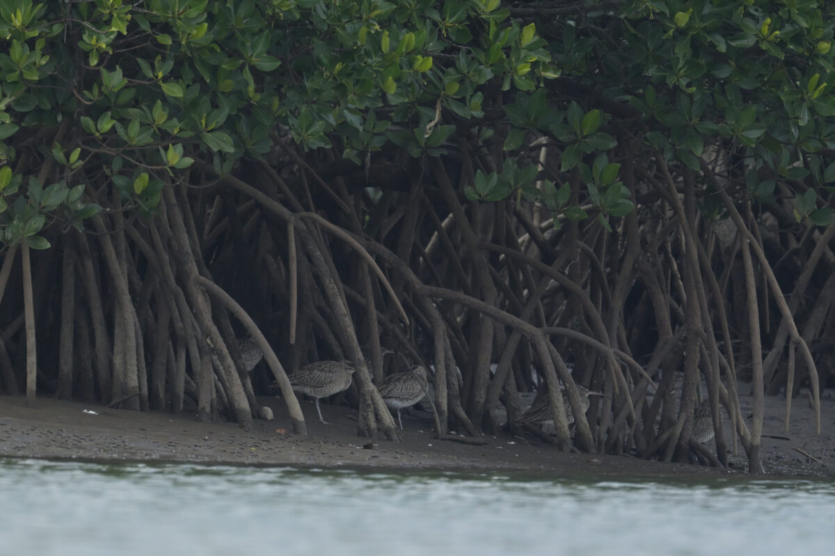 チュウシャクシギ
西表島
前良川
