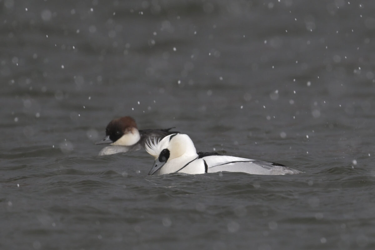 ミコアイサ
ミコアイサペア
富岩運河環水公園