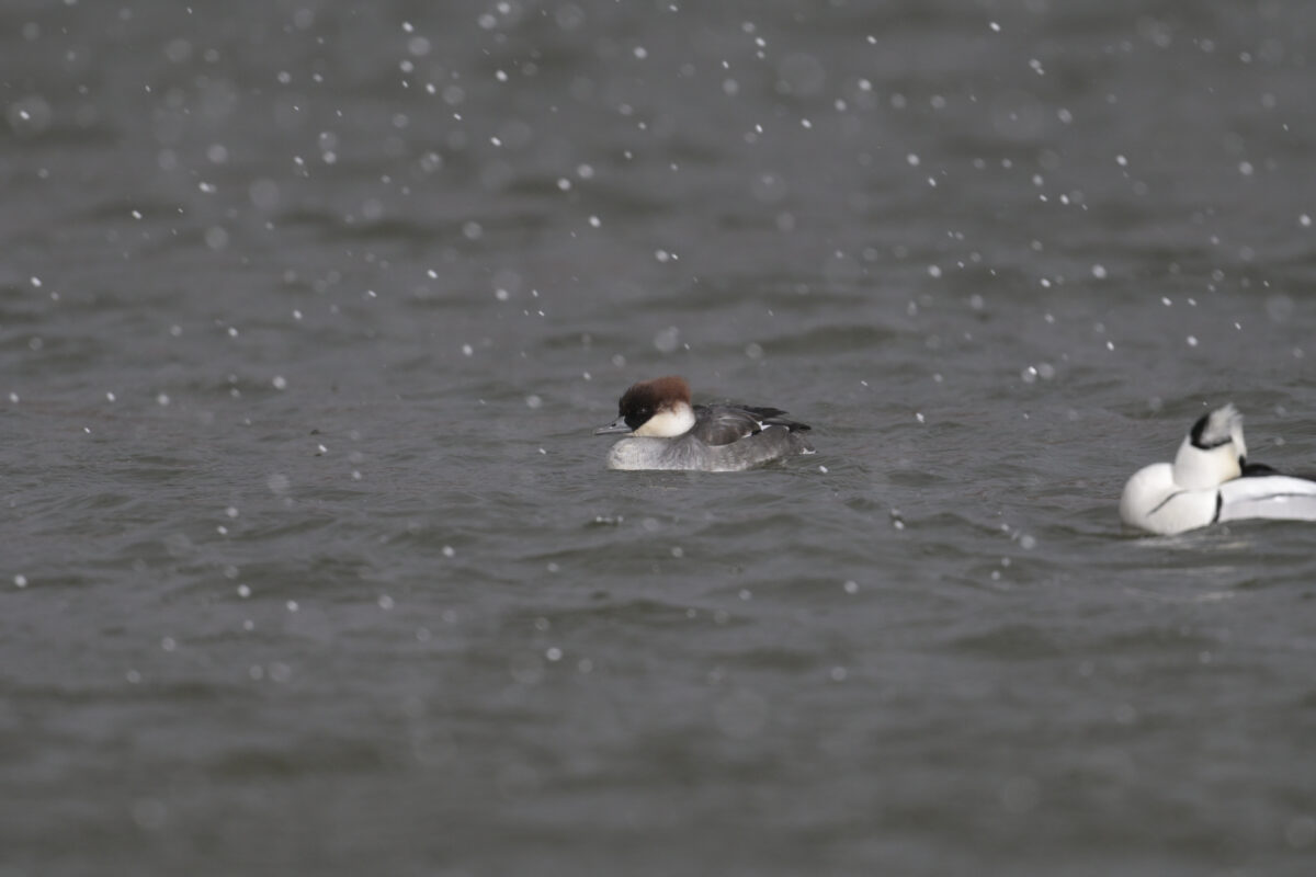 ミコアイサ
ミコアイサ♀
ミコアイサ雌
富岩運河環水公園