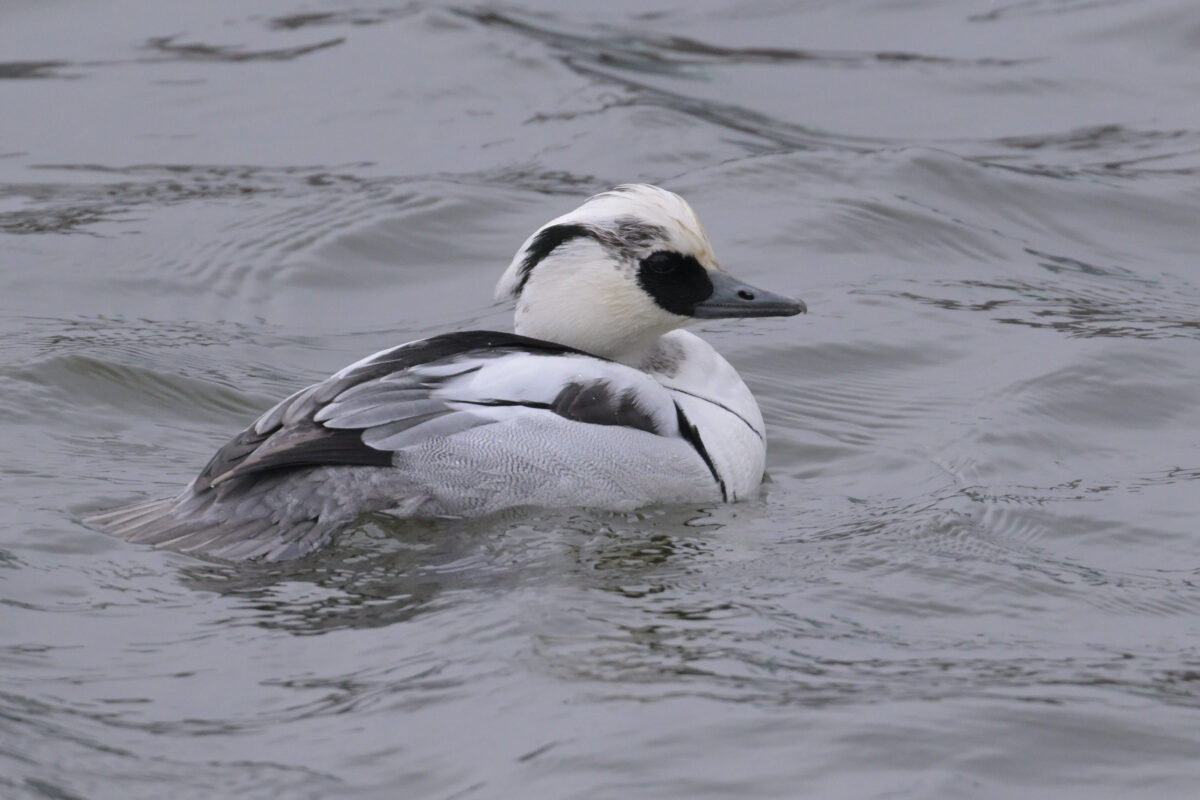 ミコアイサ
ミコアイサ♂
ミコアイサ雄
富岩運河環水公園