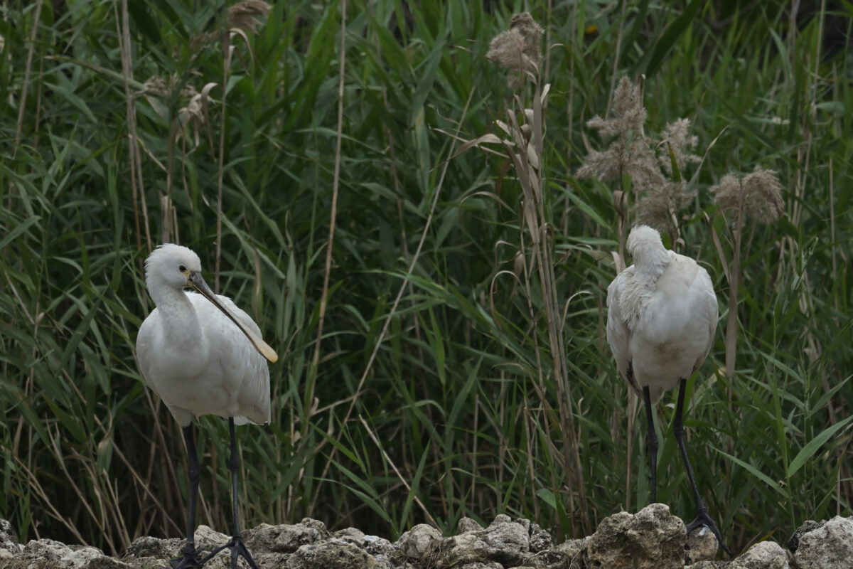 ヘラサギ
西表島
オオホラダ