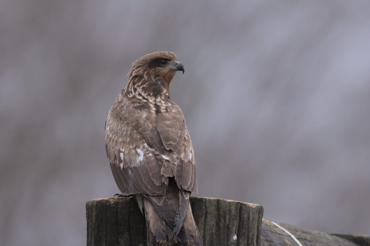 トビ
富岩運河環水公園