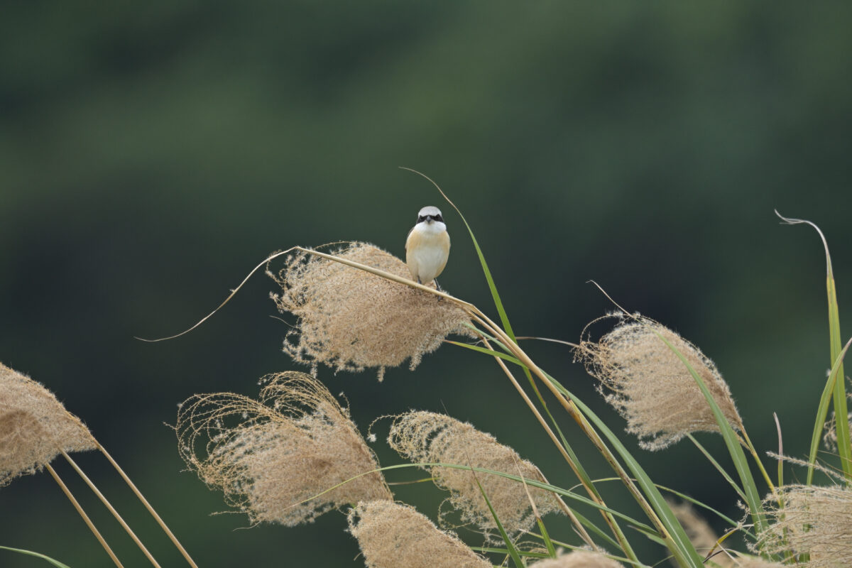 シマアカモズ
西表島
オオホラダ