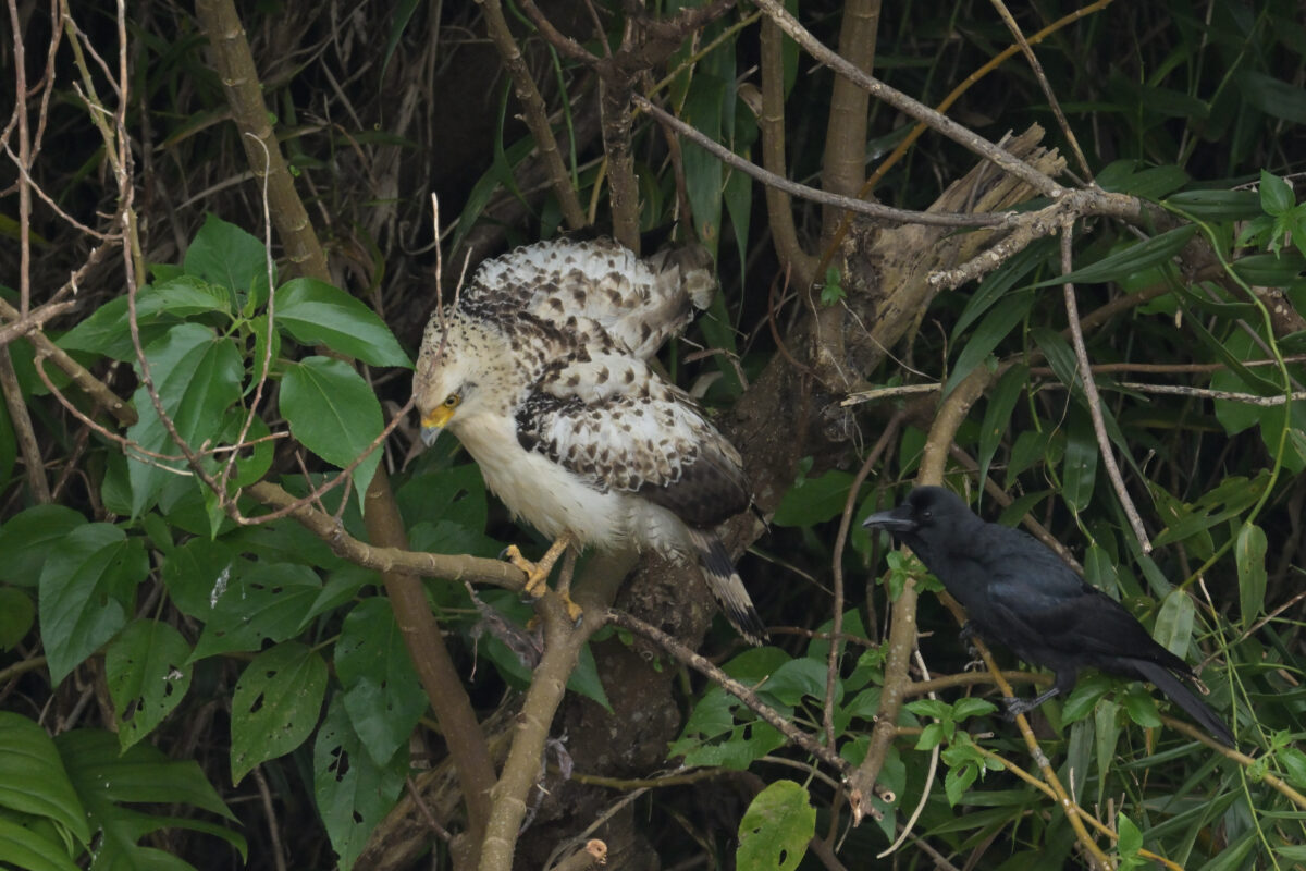 カンムリワシ
カンムリワシ幼鳥
西表島
オオホラダ