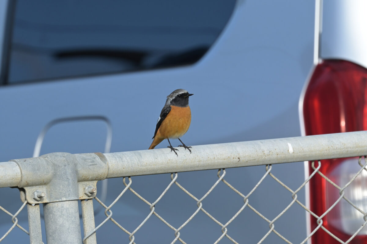 ジョウビタキ
ジョウビタキ♂
ジョウビタキ雄
西表島
離島振興総合センター
