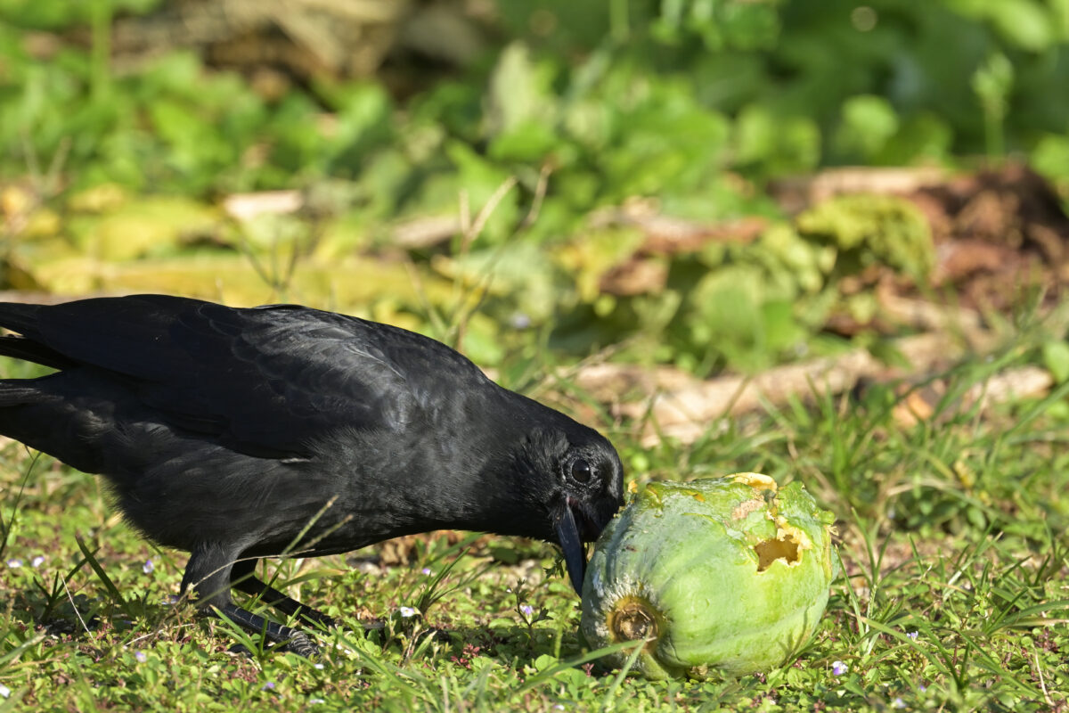 オサハシブトガラス
西表島
離島振興総合センター