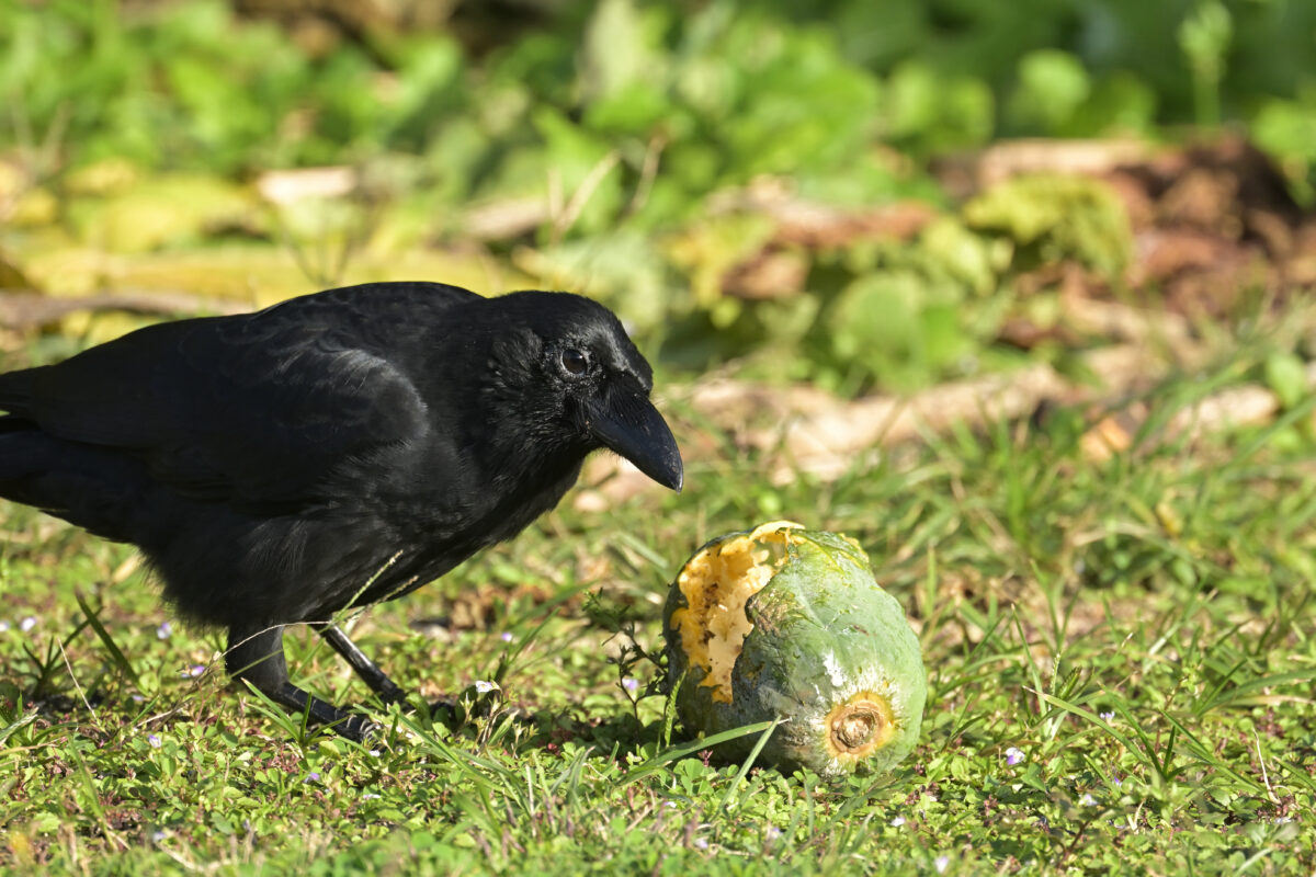 オサハシブトガラス
西表島
離島振興総合センター