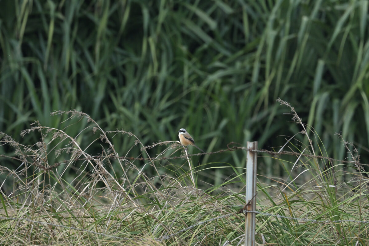 タカサゴモズ
西表島
住吉牧場