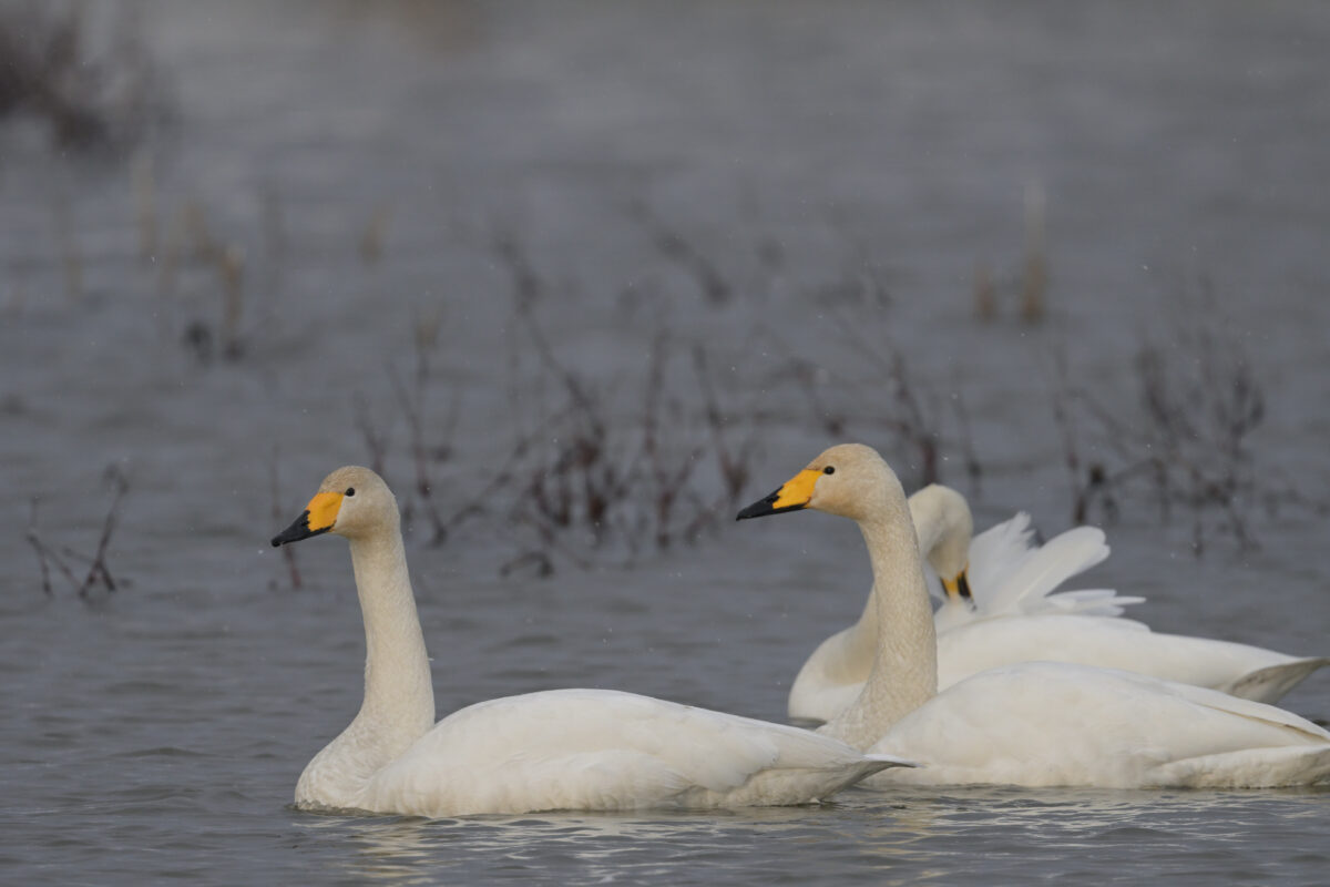 オオハクチョウ
富山県
田尻池