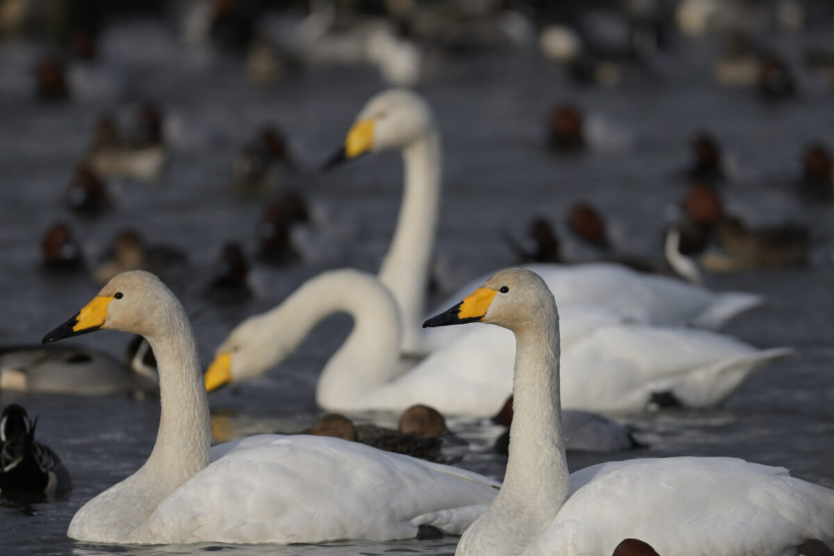 オオハクチョウ
富山県
田尻池