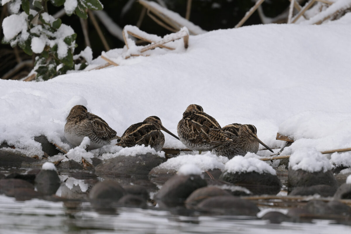 タシギ
富山県
田尻池