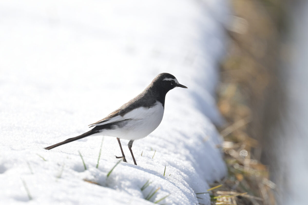 セグロセキレイ
富山県
田尻池