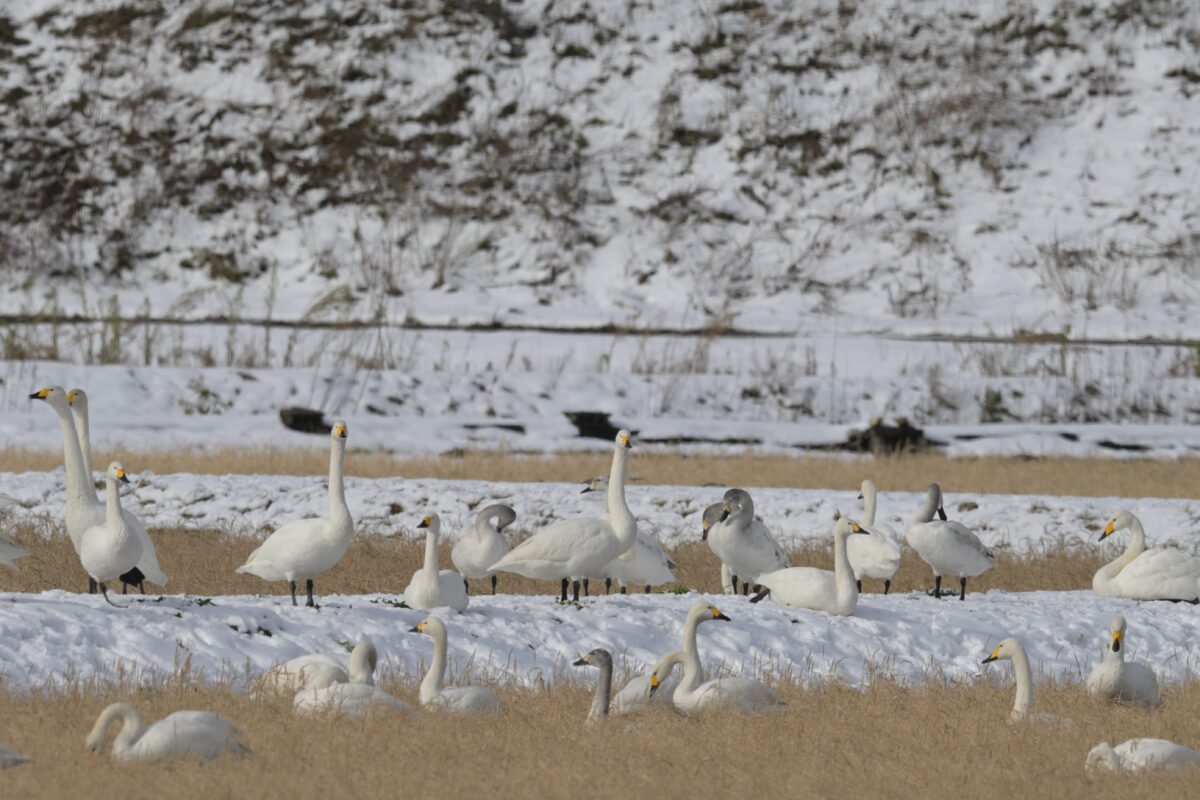 オオハクチョウ
富山県
婦中町
