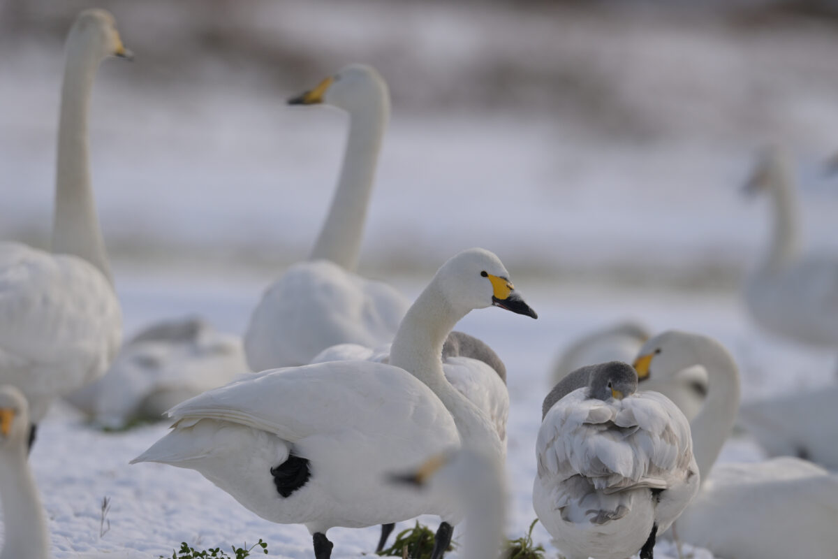 オオハクチョウ
富山県
婦中町