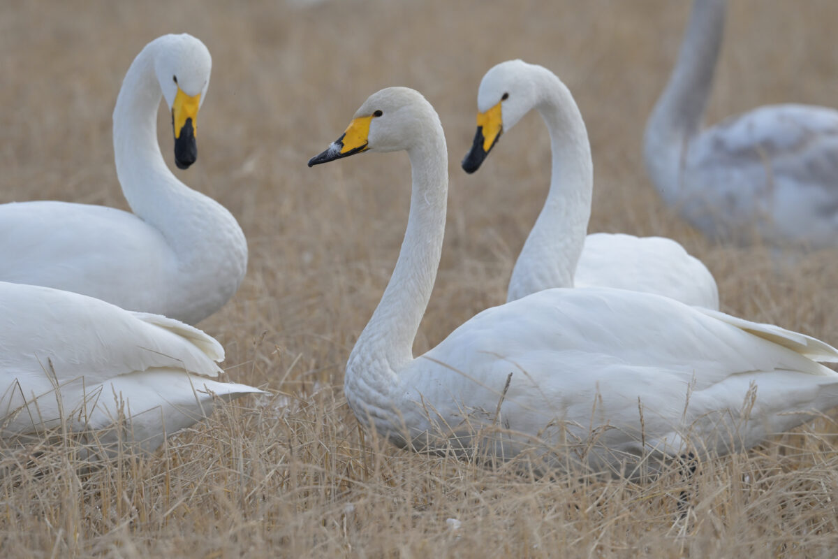 オオハクチョウ
富山県
婦中町