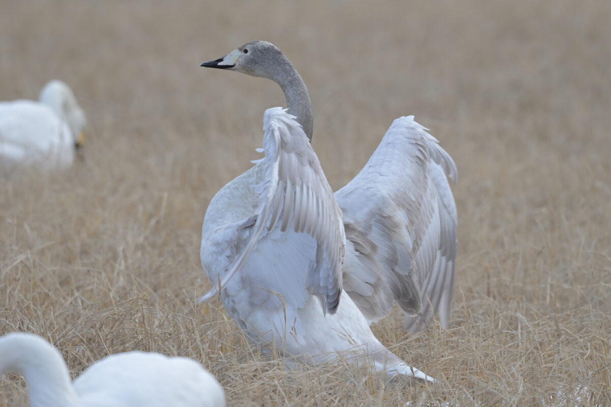 オオハクチョウ
富山県
婦中町