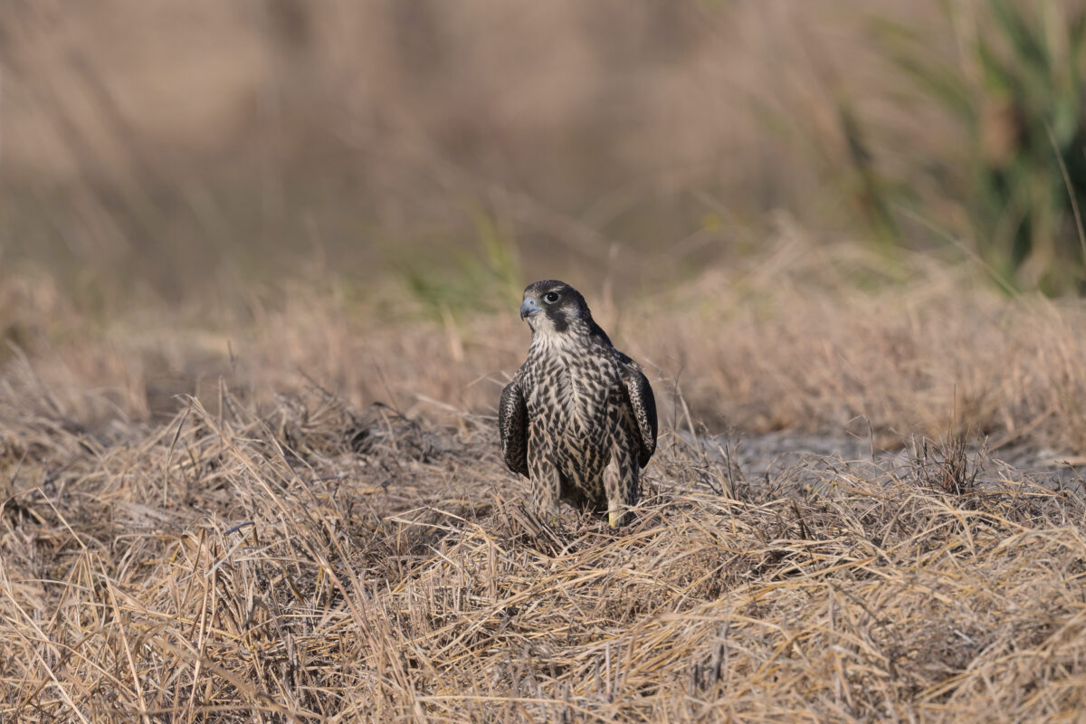 ハヤブサ
ハヤブサ幼鳥
西表島
住吉牧場