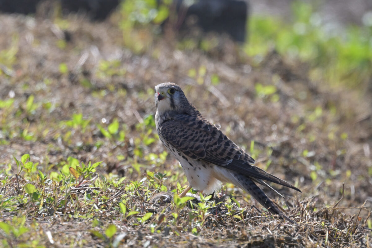 チョウゲンボウ
ネズミを食べるチョウゲンボウ
西表島
住吉牧場
