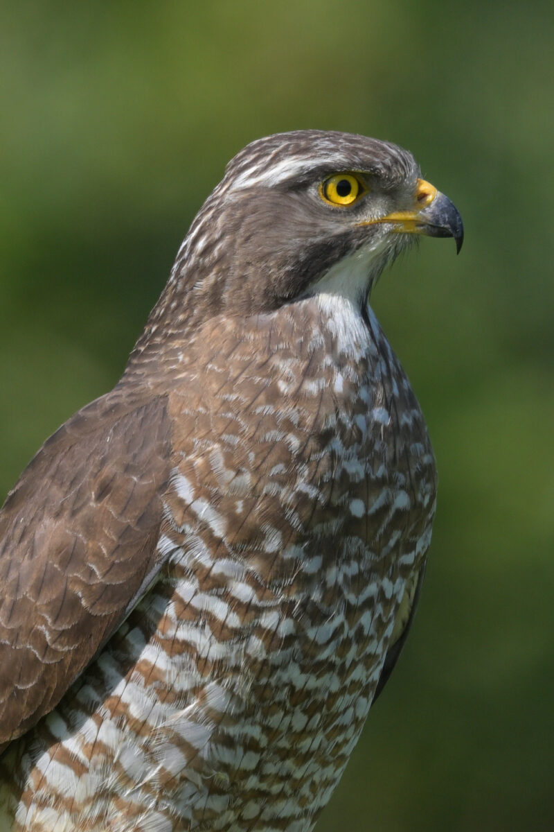 サシバ
サシバ雌
サシバ♀
西表島
美原の田んぼ