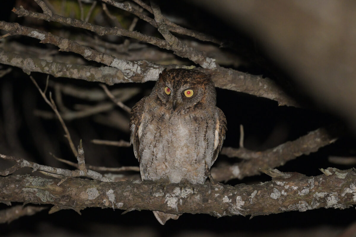 リュウキュウコノハズク
西表島
ナイトツアー