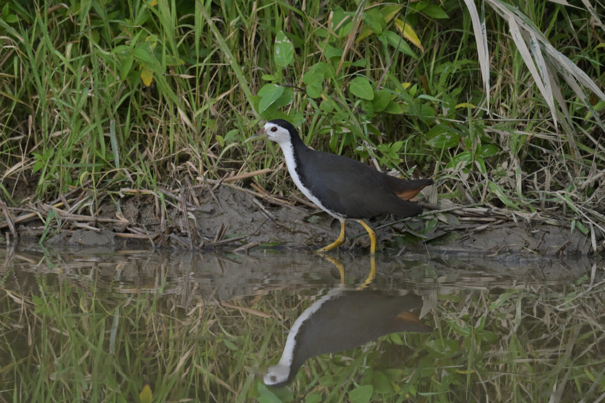 シロハラクイナ
西表島
ミダラの田んぼ