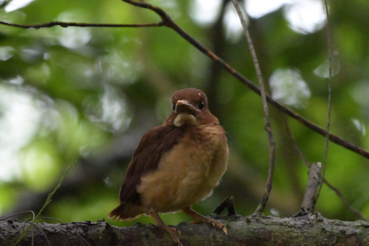 リュウキュウアカショウビン
リュウキュウアカショウビン幼鳥
リュウキュウアカショウビン雛鳥
西表島
船浦集落