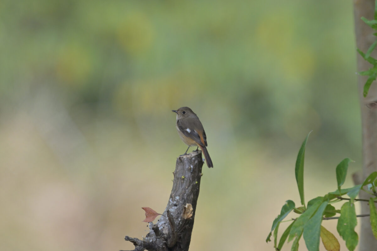 ジョウビタキ
ジョウビタキ雌
ジョウビタキ♀
西表島
大浜農園