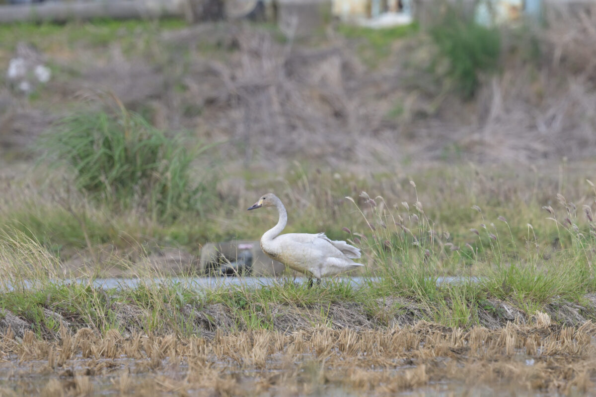 コハクチョウ
コハクチョウ幼鳥
西表島
美原の田んぼ