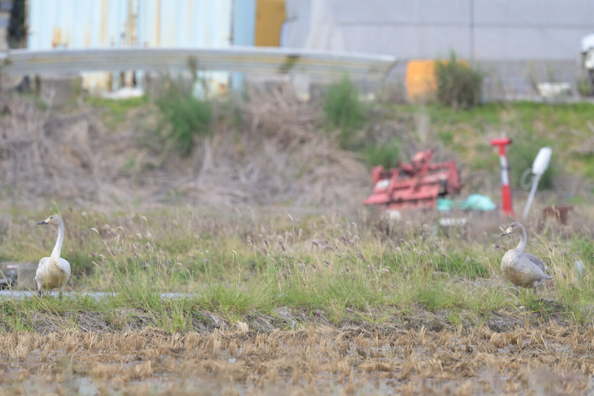 コハクチョウ
コハクチョウ幼鳥
西表島
美原の田んぼ