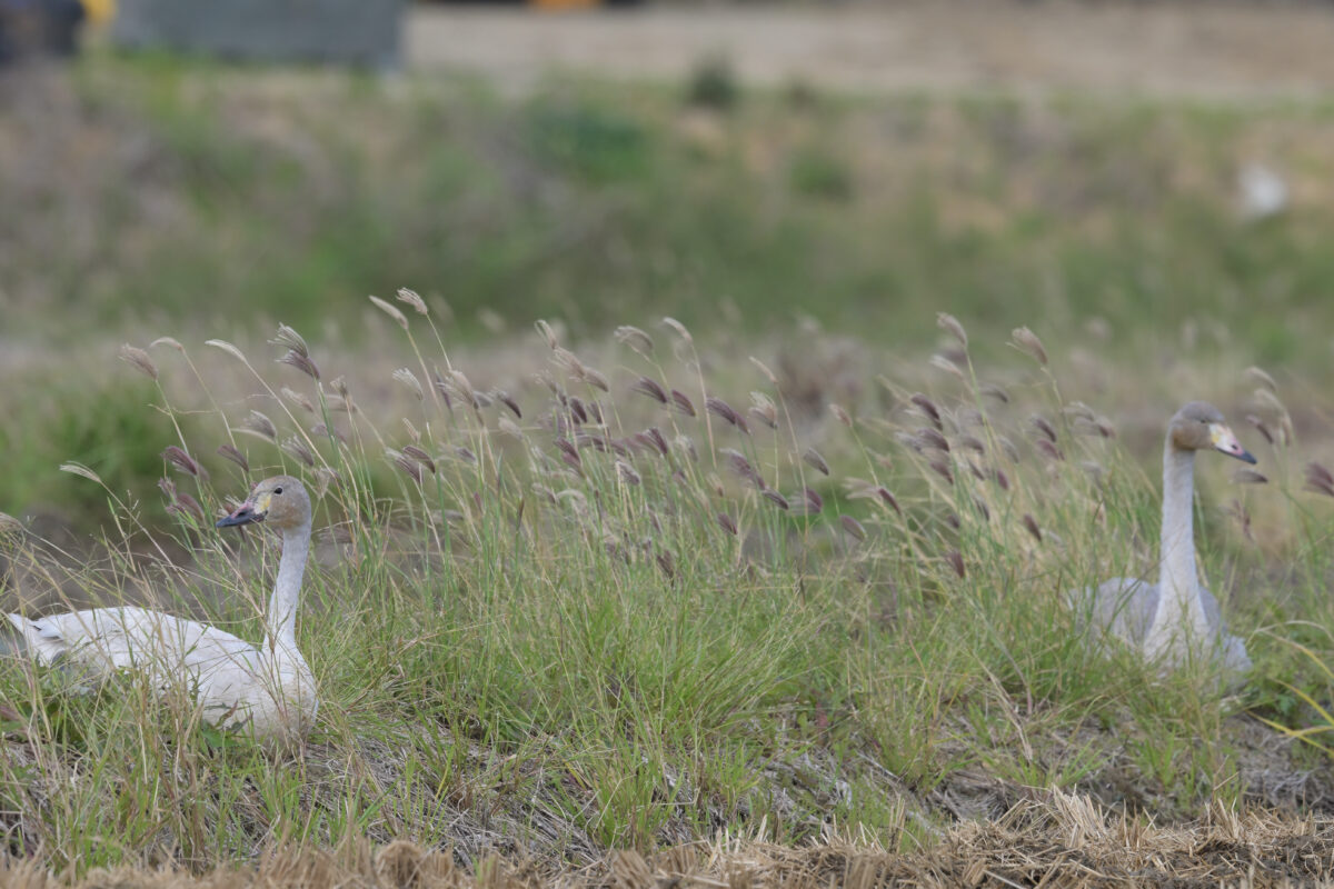 コハクチョウ
コハクチョウ幼鳥
西表島
美原の田んぼ