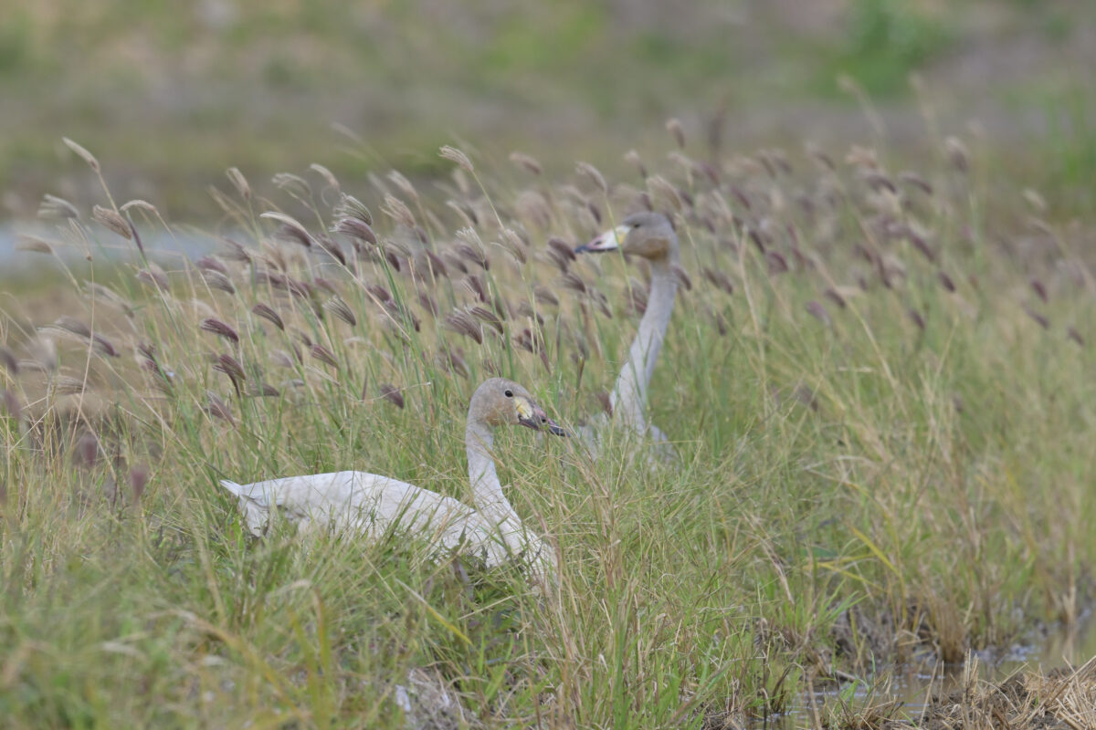 コハクチョウ
コハクチョウ幼鳥
西表島
美原の田んぼ