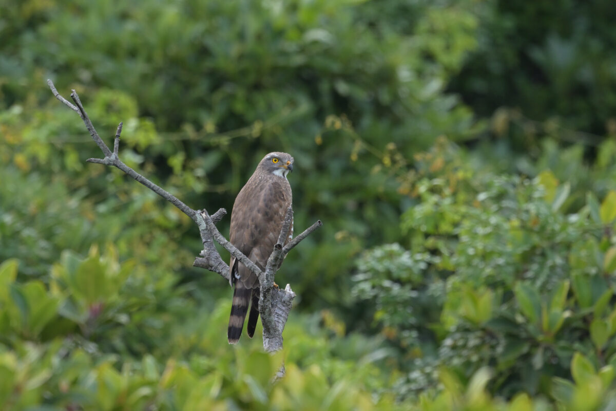 サシバ
越冬サシバ
サシバ♀
越冬サシバ♀
西表島