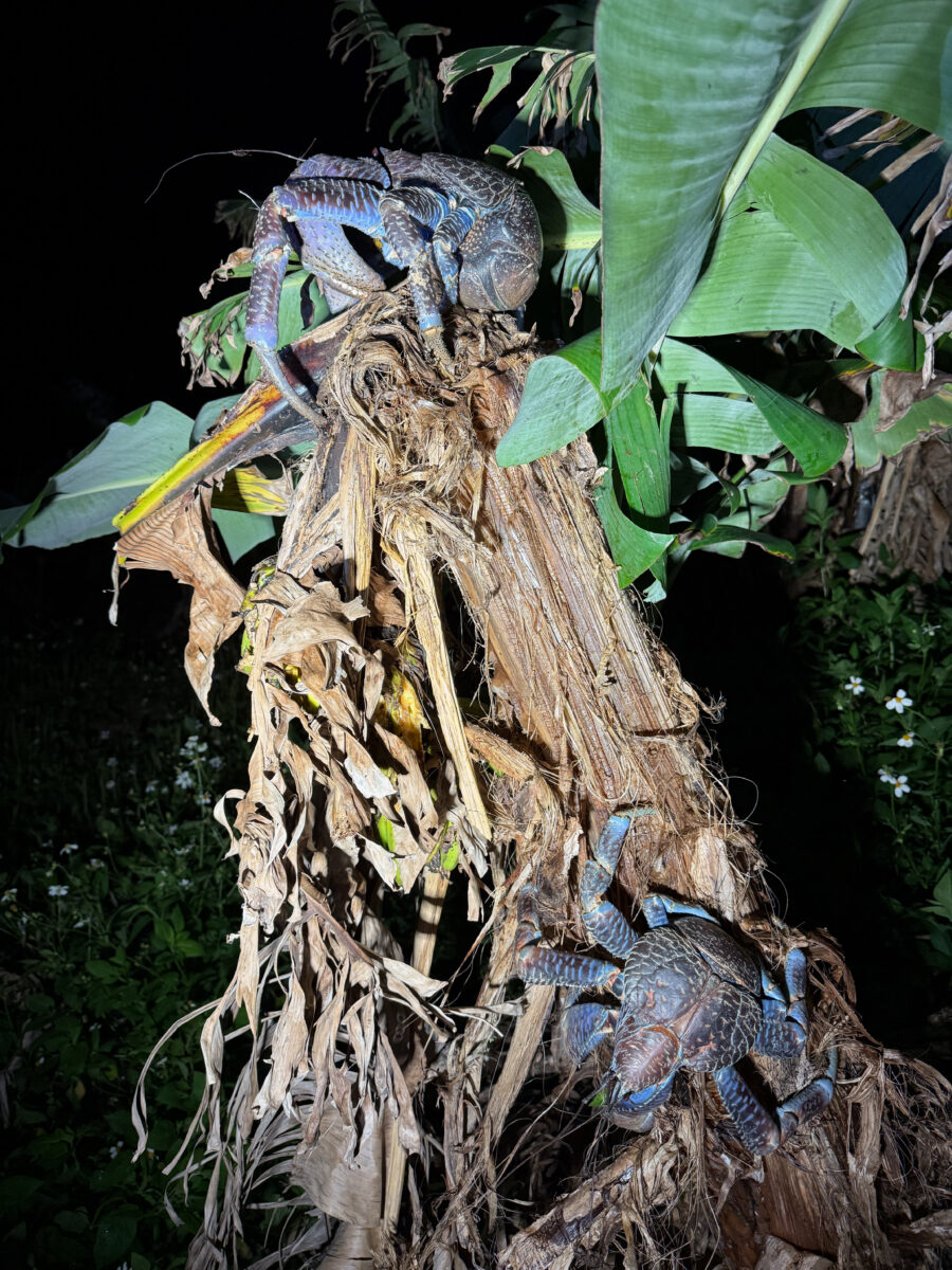 ヤシガニ
西表島
住吉集落