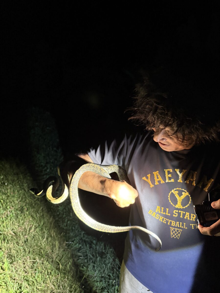サキシマスジオ
西表島
住吉集落