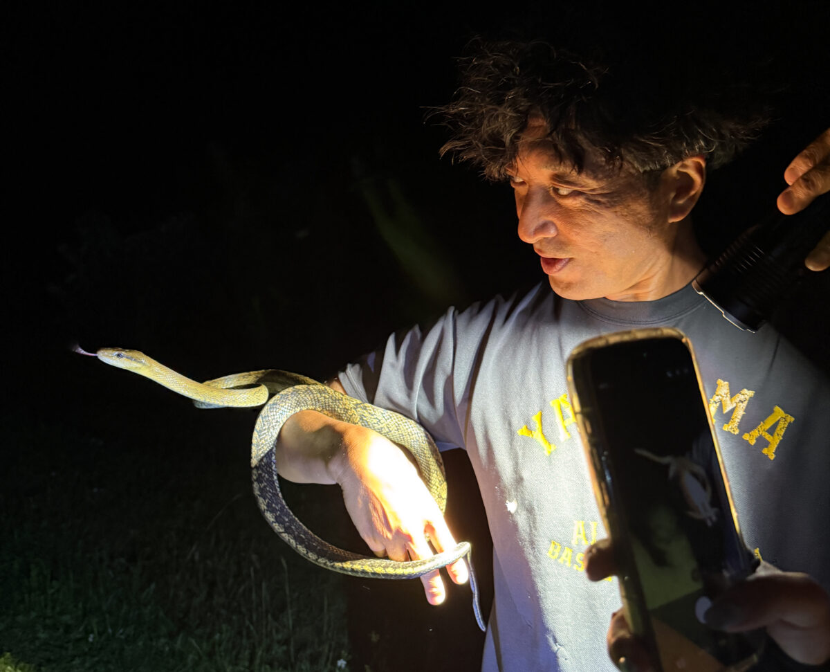 サキシマスジオ
西表島
住吉集落
