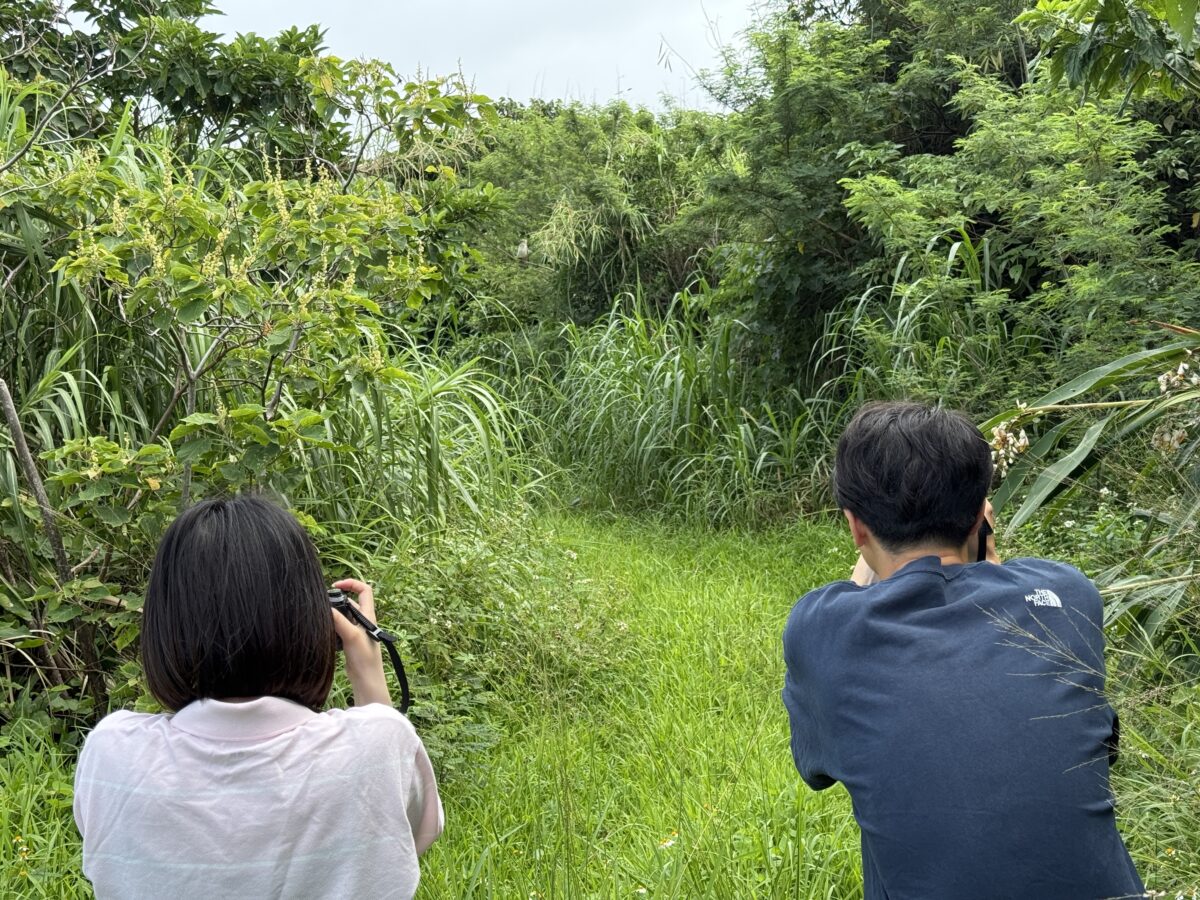 カンムリワシ幼鳥
西表島
住吉コンポスト