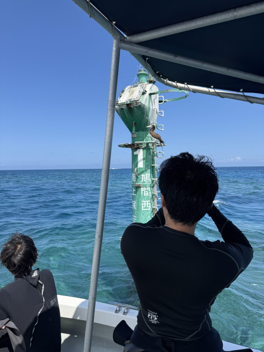 カツオドリ
カツオドリ♀
カツオドリ雌
西表島
鳩間島