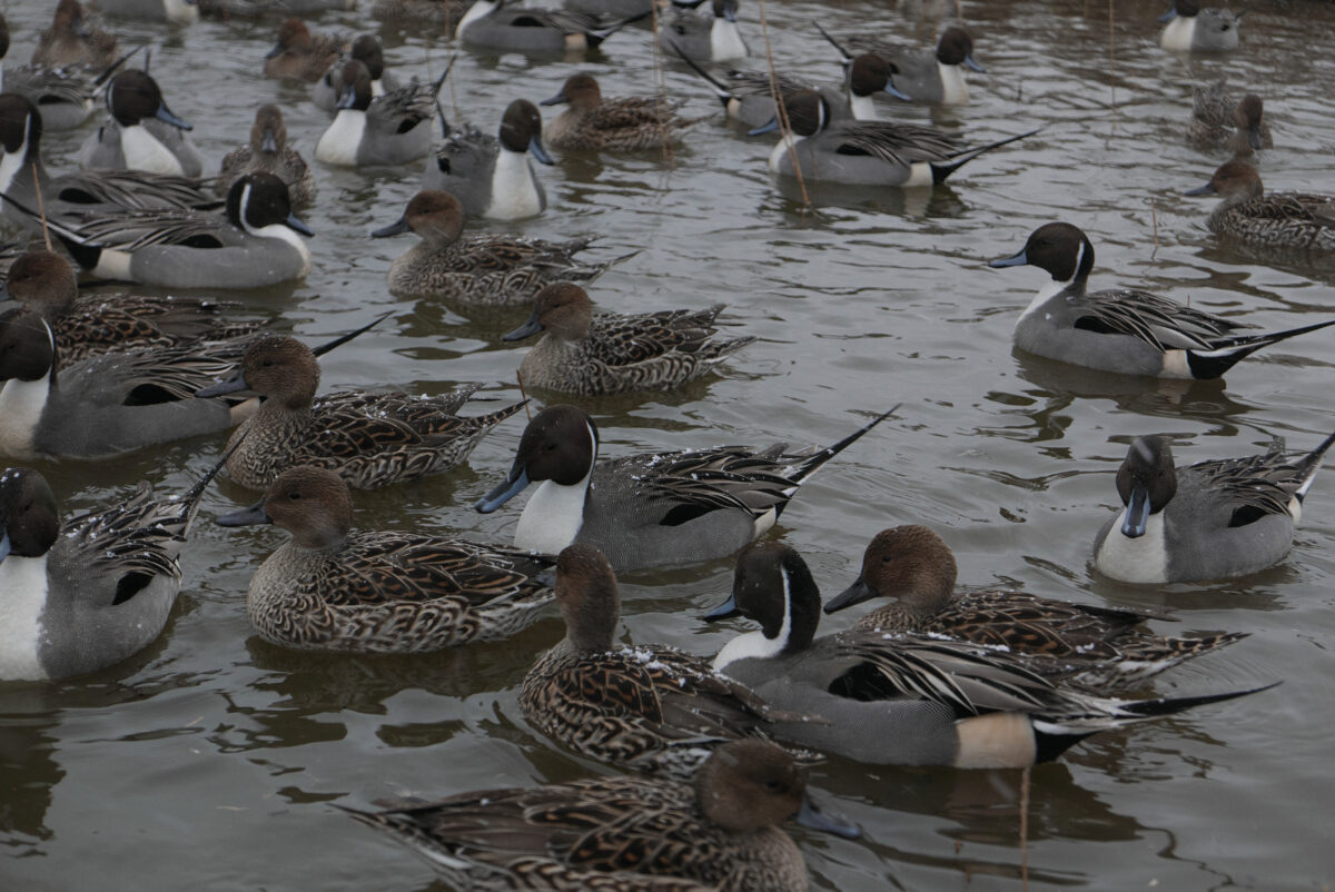 ほぼオナガガモです。笑っちゃいますよねぇ