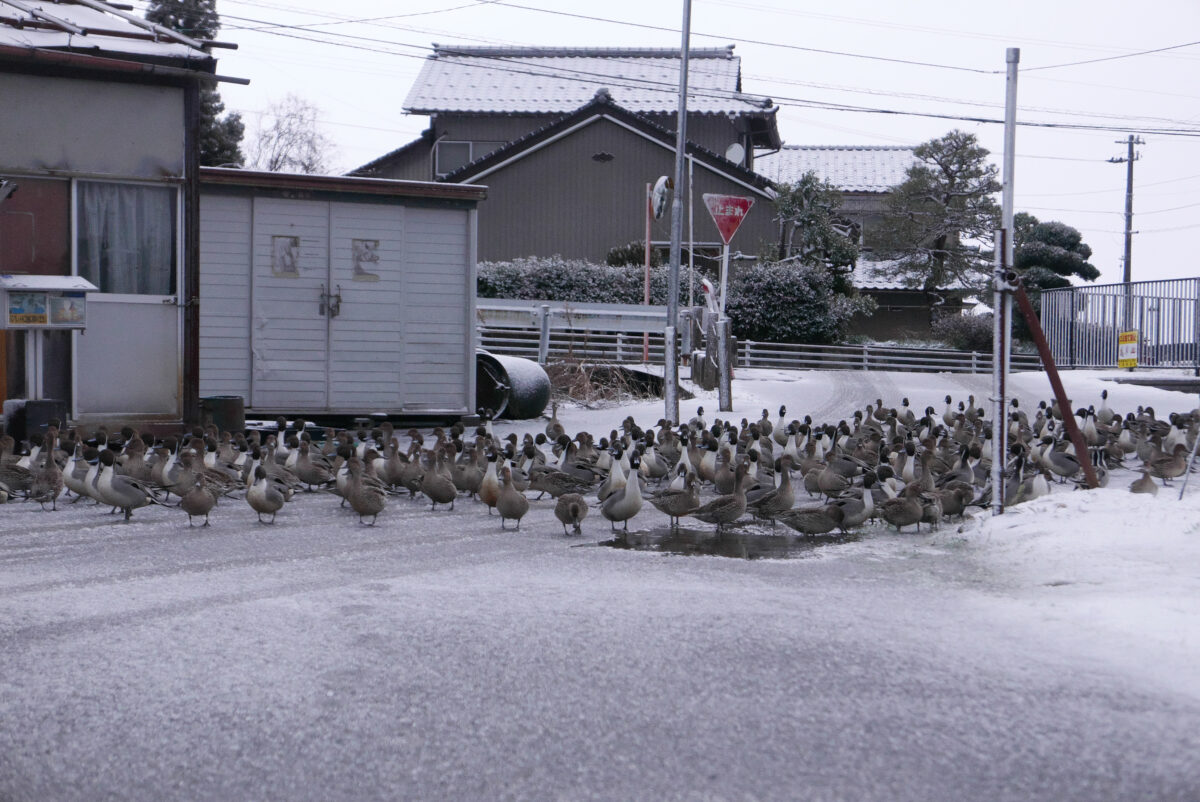 オナガガモ
富山県
田尻池
