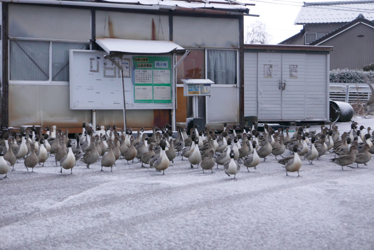 オナガガモ
富山県
田尻池