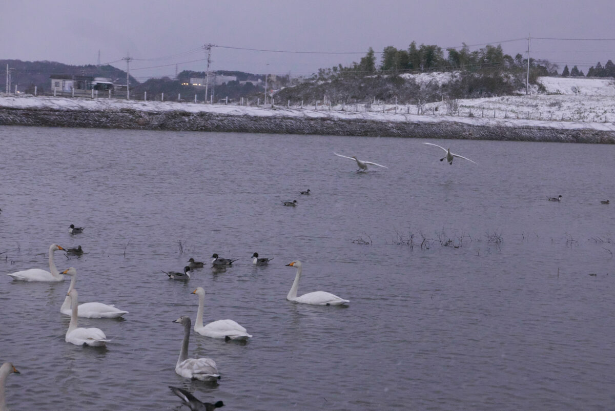 オオハクチョウ
富山県
田尻池