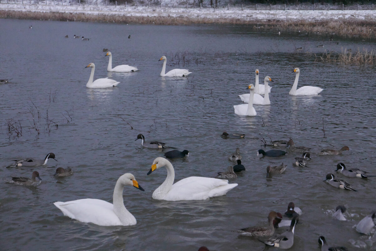 オオハクチョウ
富山県
田尻池