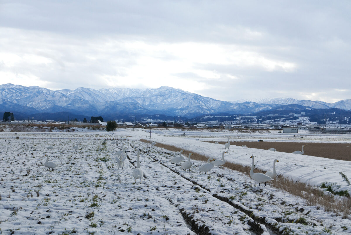 オオハクチョウ
富山県
婦中町