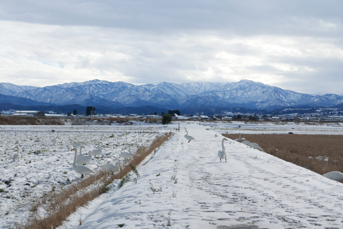 オオハクチョウ
富山県
婦中町